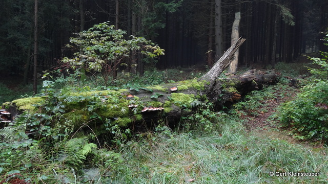 Wald hinter Jahnsdorf